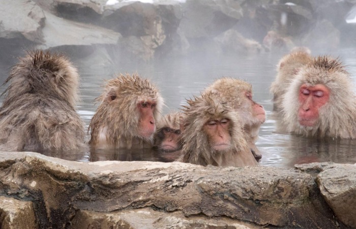 Discovering Japanese Macaques